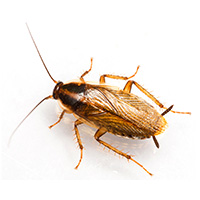 cockroach