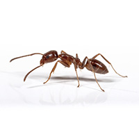 ant