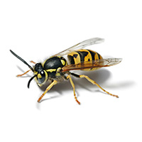 wasp